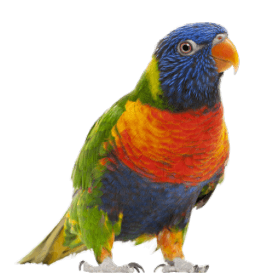 parrot01