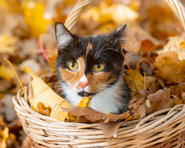 gatti e autunno elite pet